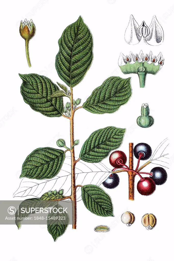 Alder buckthorn (Rhamnus frangula), medicinal plant, historic chromolithography, about 1796