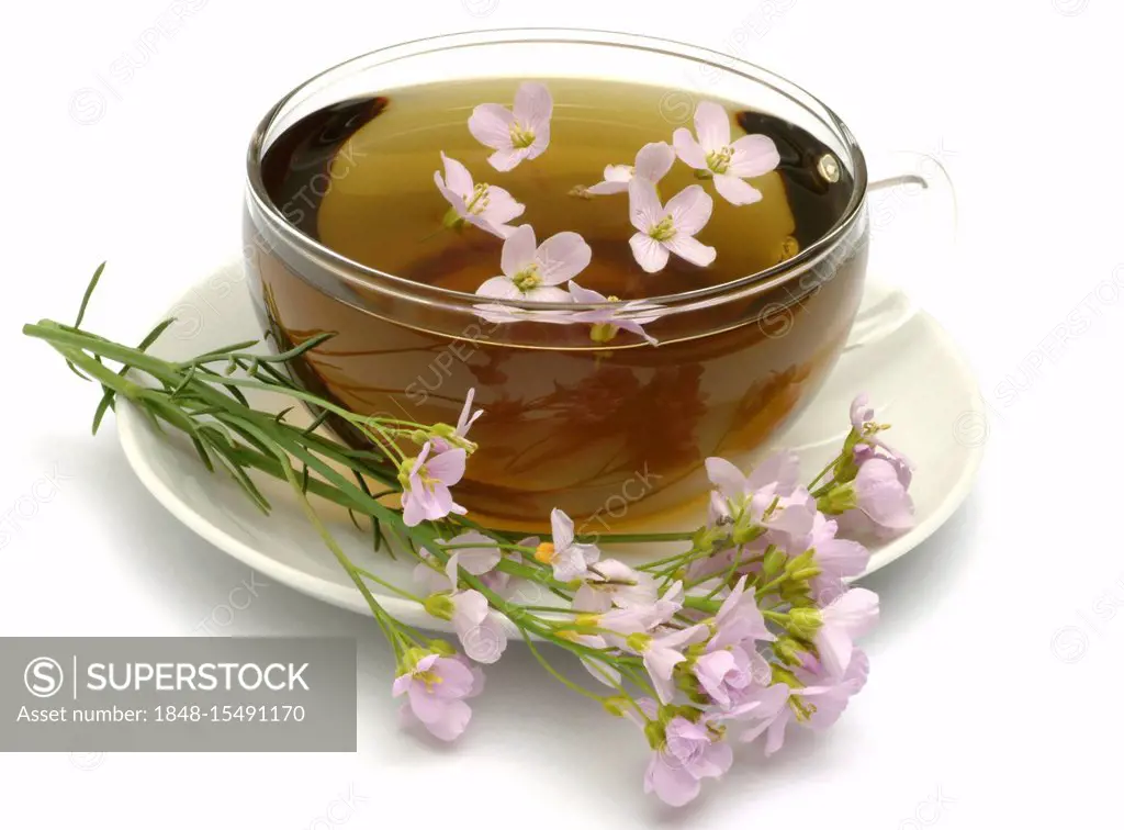 Herb tea made of Bog pink, cuckoo flower, Lady's smock, milkmaids, Cardamine pratense