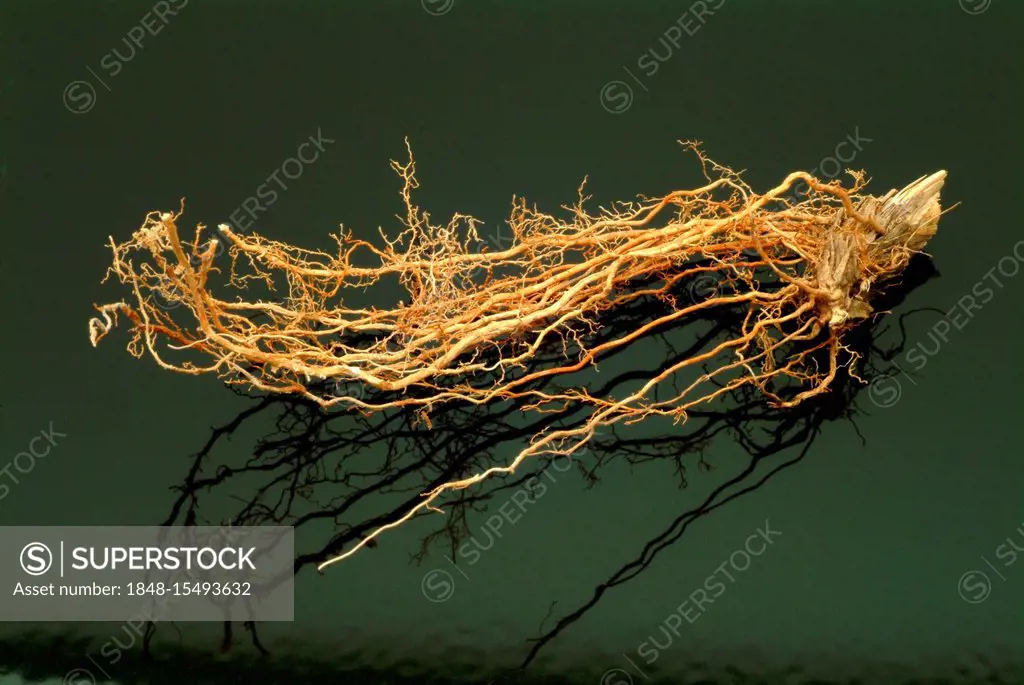 Vetiver (Vetiveria zizanioides), medicinal plant used in Ayurvedic treatment, basic ingredient or perfume