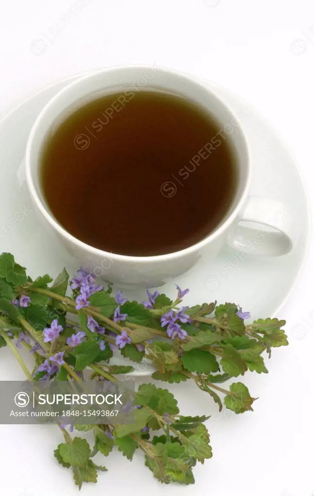 Ground Ivy, Creeping Charlie or Creeping Charley (Glechoma hederacea), herbal tea, medicinal tea