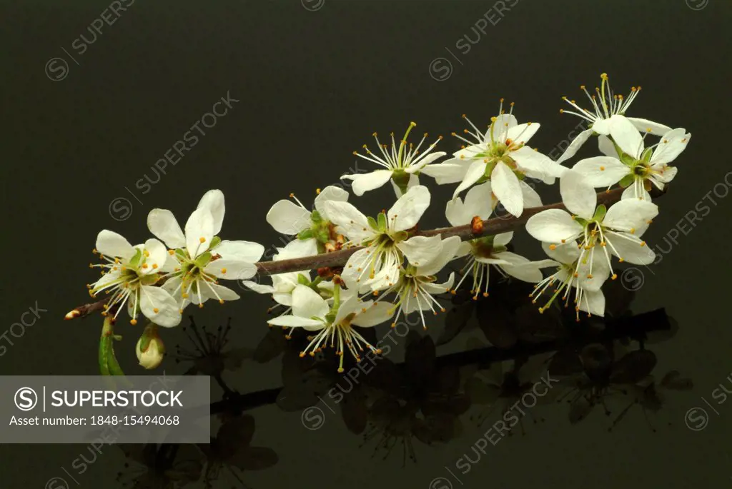 Blackthorn or Sloe (Prunus spinosa), medicinal plant