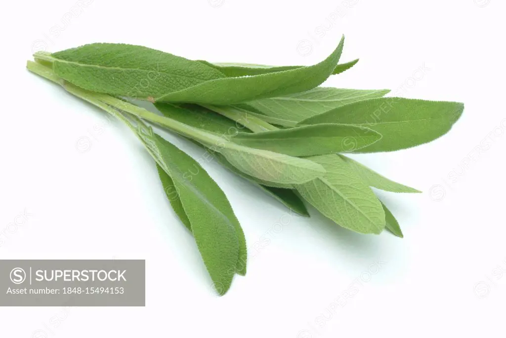 Common Sage (Salvia officinalis), medicinal plant, spice