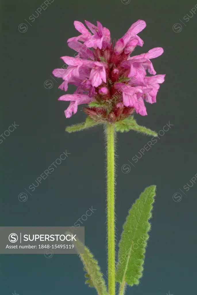Purple Betony, Wood Betony or Bishop's Wort (Stachys officinalis, Betonica officinalis), medicinal plant