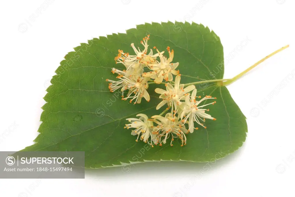 Small-leaved Lime (Tilia cordata), blossoms, used for medication