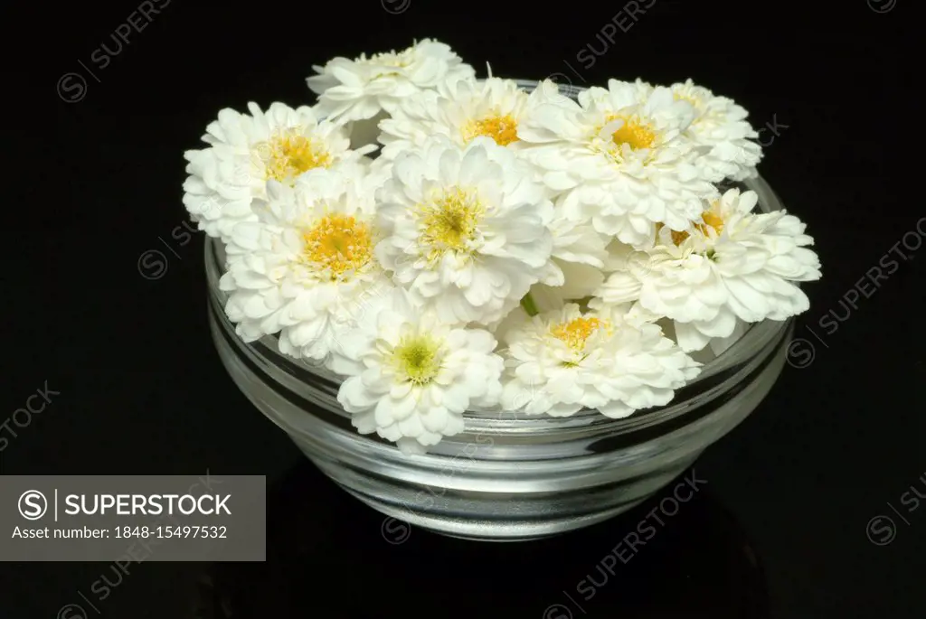 Roman Camomile (Anthemis nobilis), medicinal plant