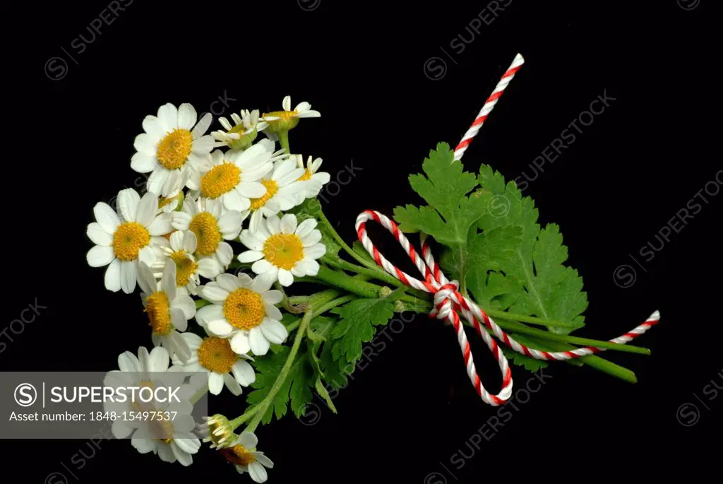 Feverfew (Chrysanthemum parthenium), medicinal plant