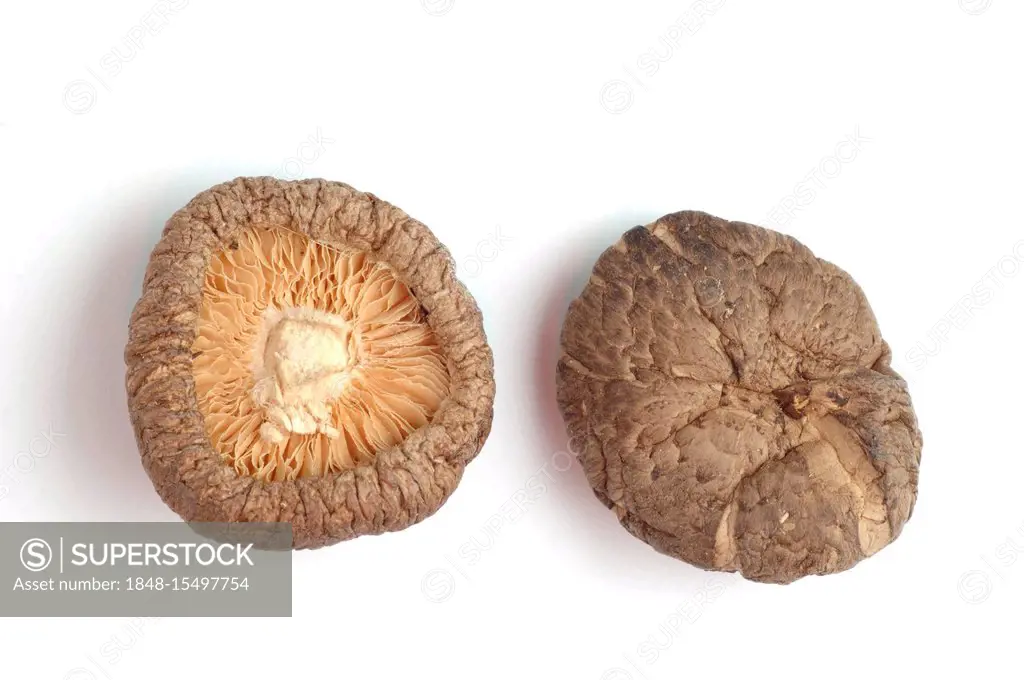 Shiitake mushrooms (Lentinula edodes), spice mushroom, medicinal mushroom