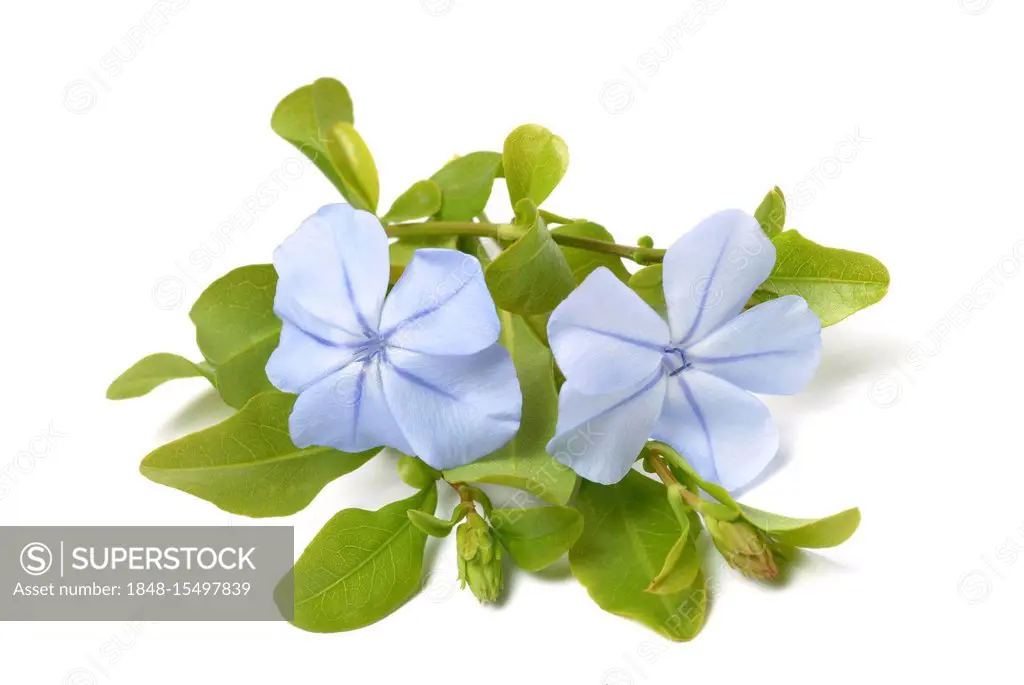 Blue Plumbago (Plumbago capensis), medicinal plant