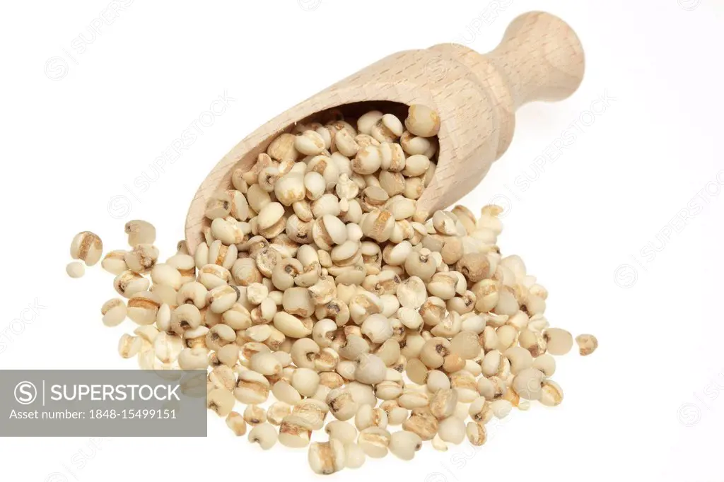 Seeds of the medicinal plant Adlay, Adlay millet, Job's tears, Yi Yi Ren, (Coix lachryma-jobi)