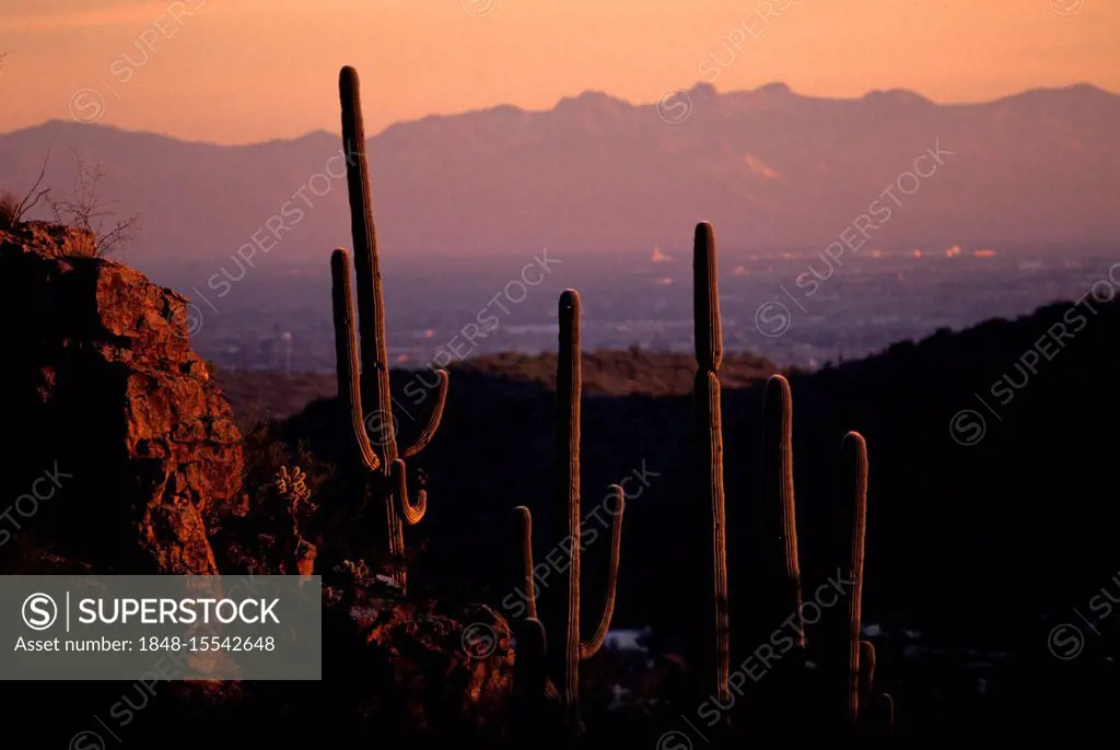 USA, United States of America, Arizona: Saguaro National Park, near Tucson, at sunset.