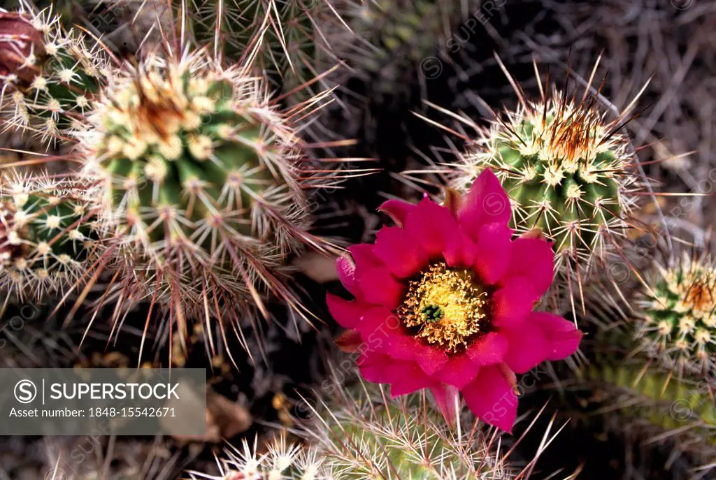 USA, United States of America, Arizona: cactus in bloom.