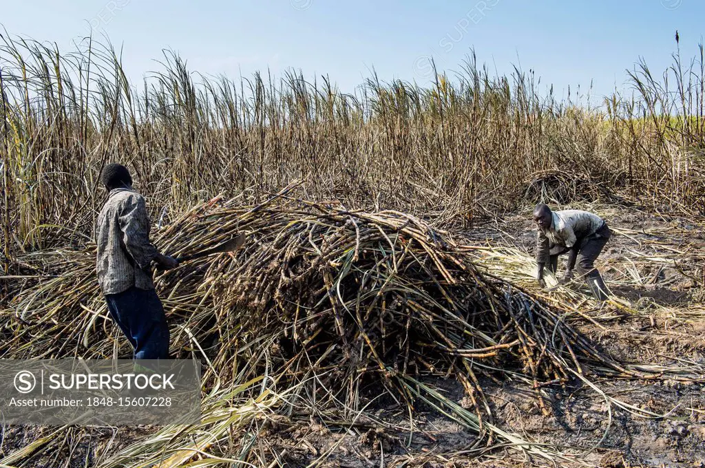 Sugar cane cutter in the burned sugar cane fields, Nchalo, Malawi