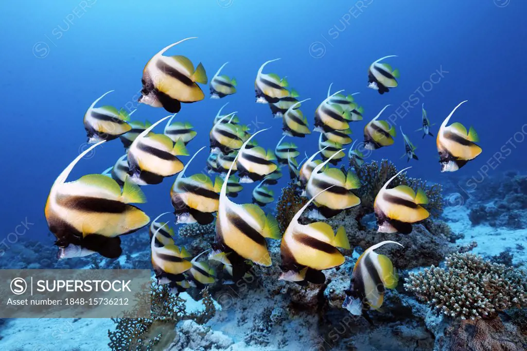 Swarm Red Sea bannerfish (Heniochus intermedius), Red Sea, Egypt, Africa