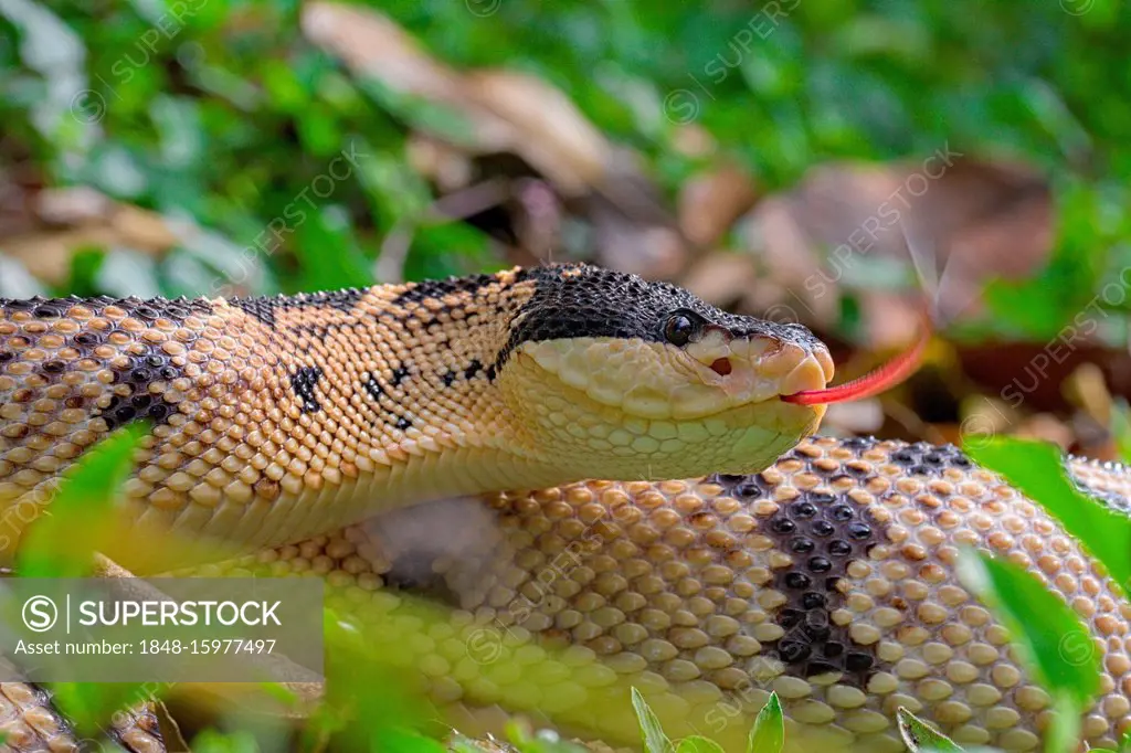 black headed bushmaster snake