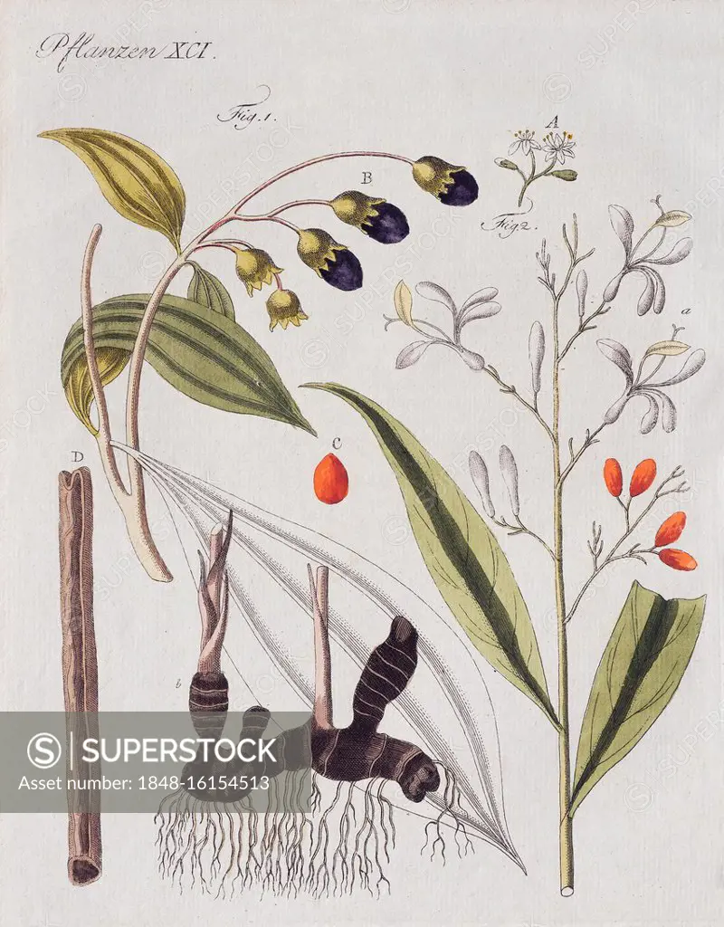 Cinnamon (Canehl) and Lesser galangal (Alpinia officinarum), hand-coloured copperplate engraving from Friedrich Justin Bertuch Picture Book for Childr...