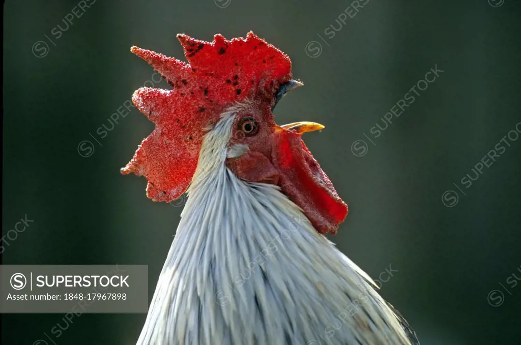 Ohiki, Minohiki-Chabo, Domestic Chicken, Southern Japanese Bantam Breed