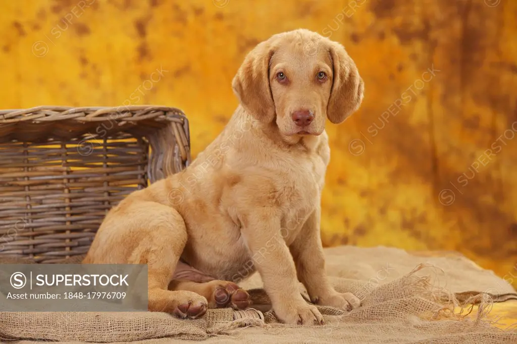 Chesapeake Bay Retriever, puppy, 10 weeks, sitting