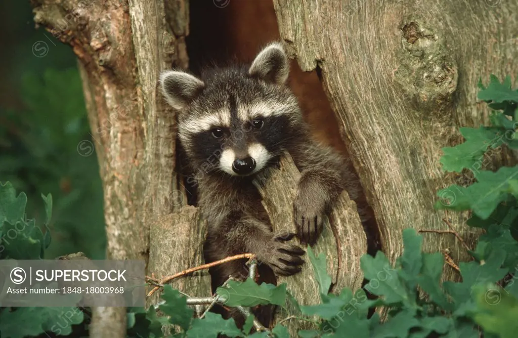 Raccoon (Procyon lotor), young looking out of tree hollow