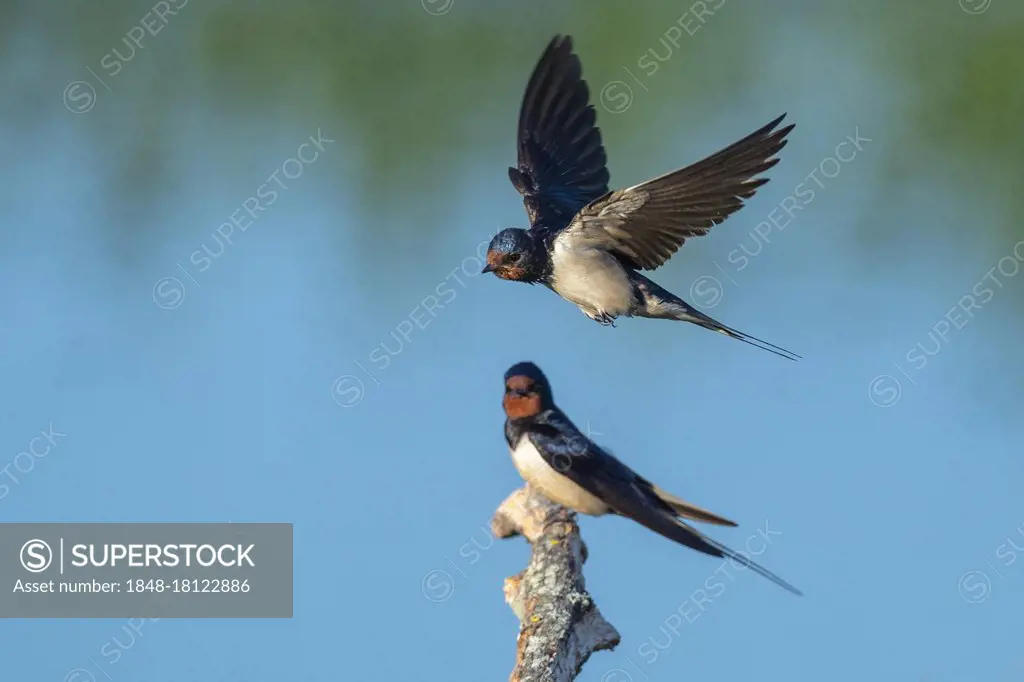 Barn swallow (Hirundo rustica), Kattinger Watt, Toenning, Schleswig-Holstein, Germany, Europe