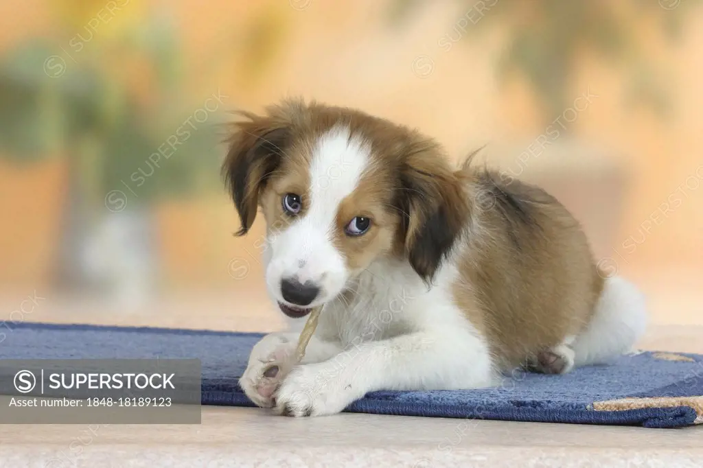 Kooikerhondje, puppy, 3 months, with chewing stick, chewing toy, chewing bone