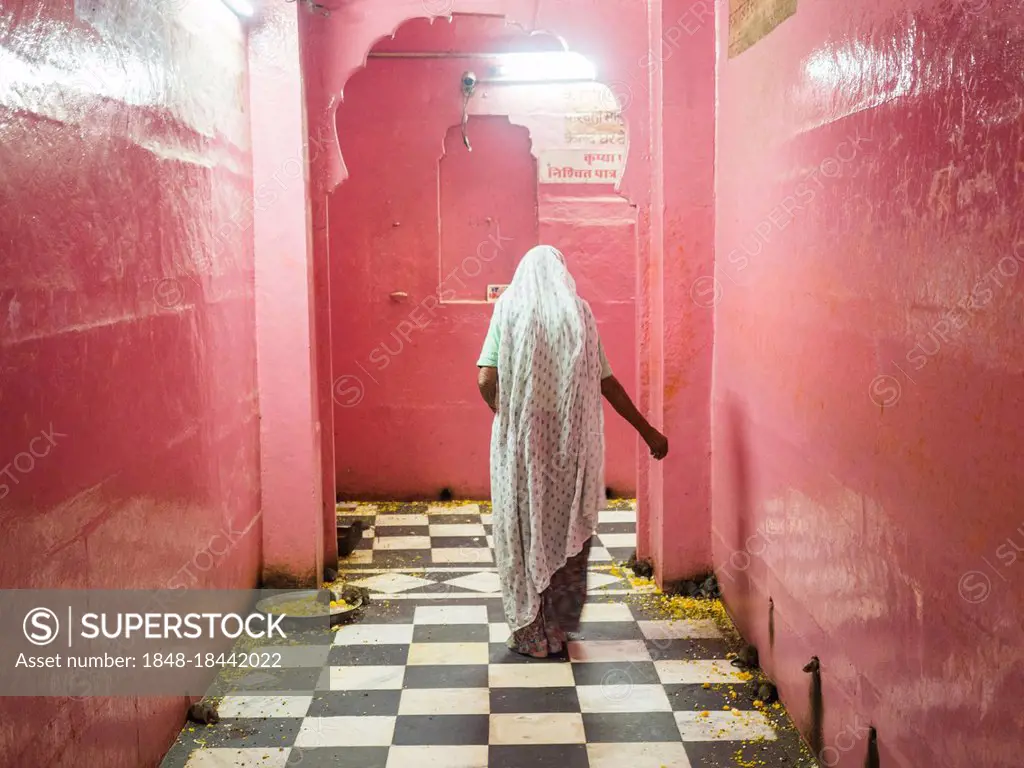 Worshippers at the Karni Mata Temple or Rat Temple, Deshnoke, Rajasthan, India, Asia