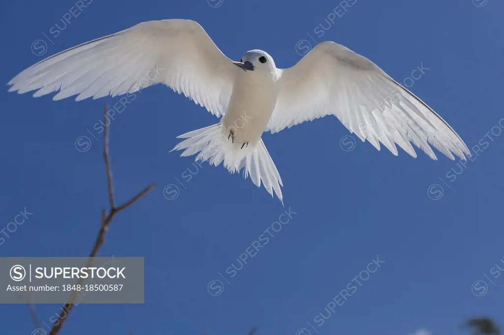 White tern (Gygis alba), Bird island, Seychelles, Africa