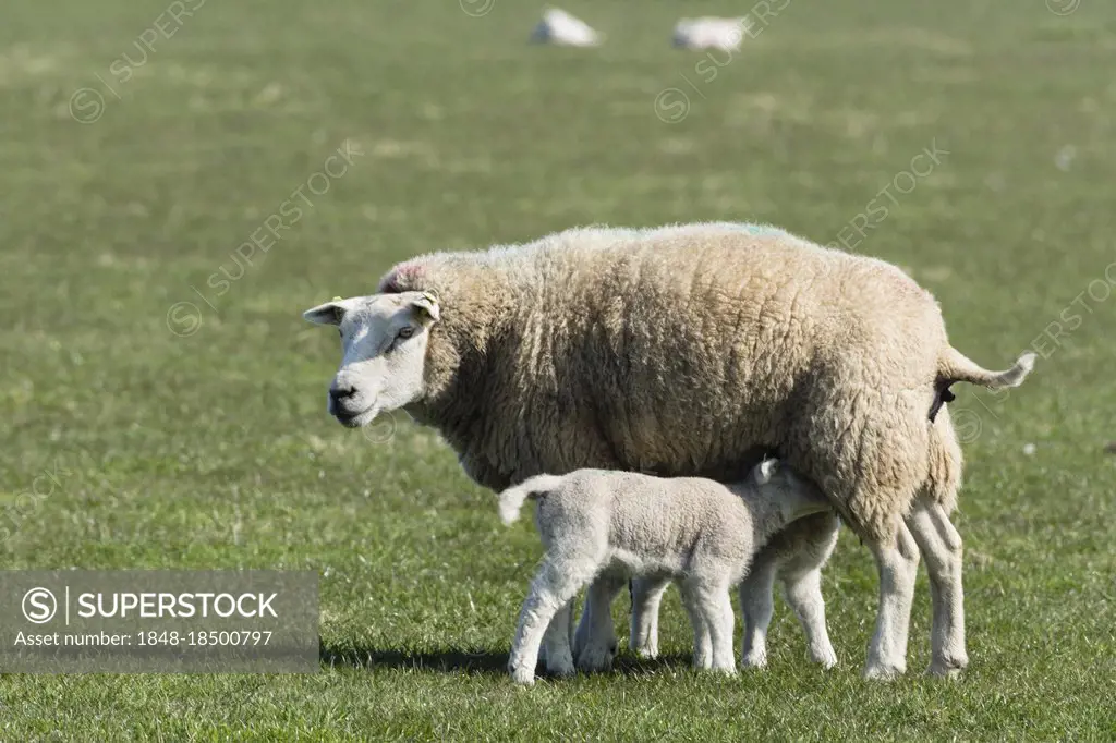 Texel sheep, Texel, Netherlands