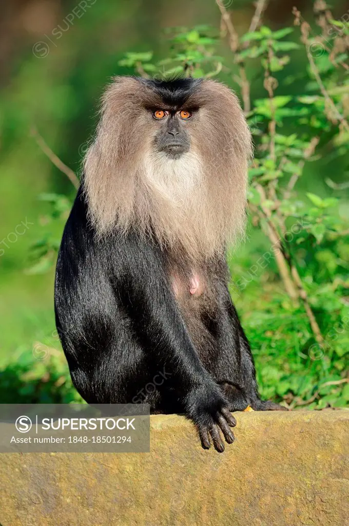 Lion-tailed macaque (Macaca silenus), female, Wanderu