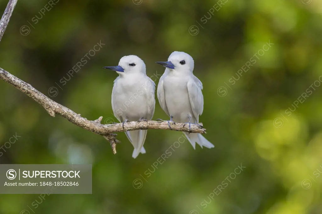 White tern (Gygis alba), Bird island, Seychelles, Africa