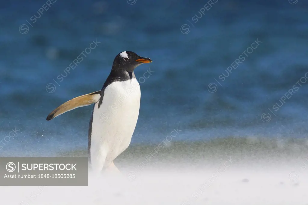 Sea Lion Island, red-billed penguin (Pygoscelis papua), gentoo penguins, Falkland Islands, Great Britain, South America