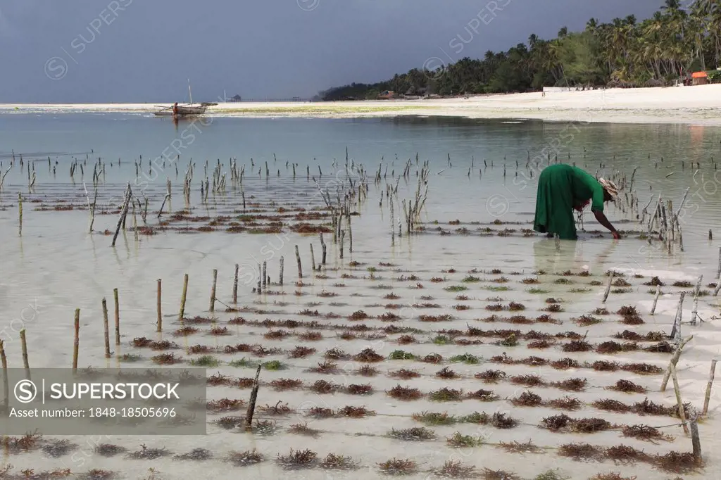 Woman collecting seaweed, sea gardens, Indian Ocean, Zanzibar, sea garden, kelp, Tanzania, Africa