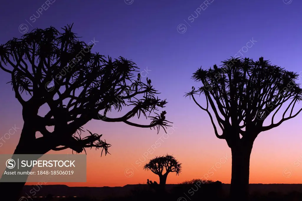 Quiver tree forest, Keetmanshop (Aloe dichodoma), Quiver tree, Namibia, Africa