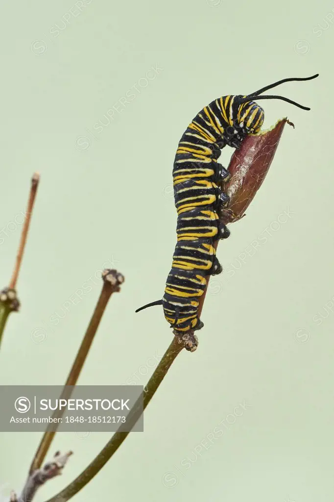 Caterpillar of the monarch butterfly (Danaus plexippus) Asclepia curassavica, monarch butterfly, Benalmadena, Malaga province, Andalusia, Spain, Europ...