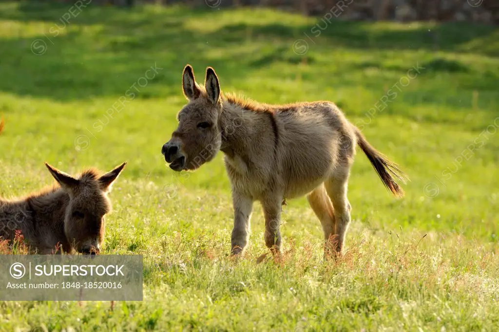 House donkey