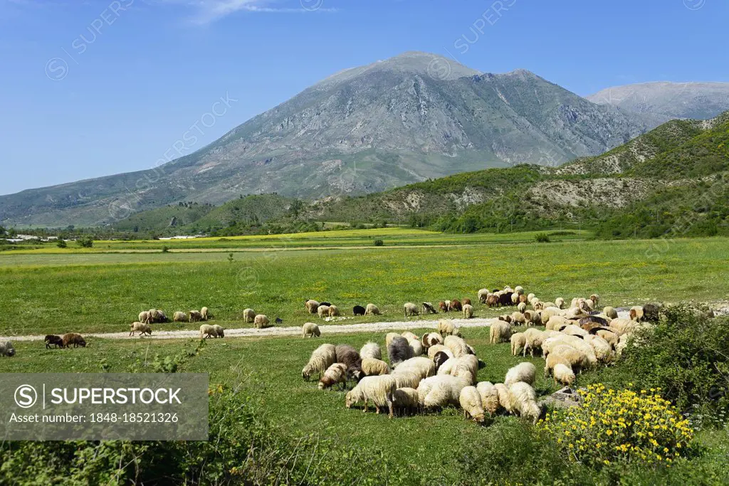 Sheep and landscape near Tepelena, SH75, domestic sheep, domestic animals, ungulates, farm animals (cloven-hoofed animals), mammals, animals, Albania,...