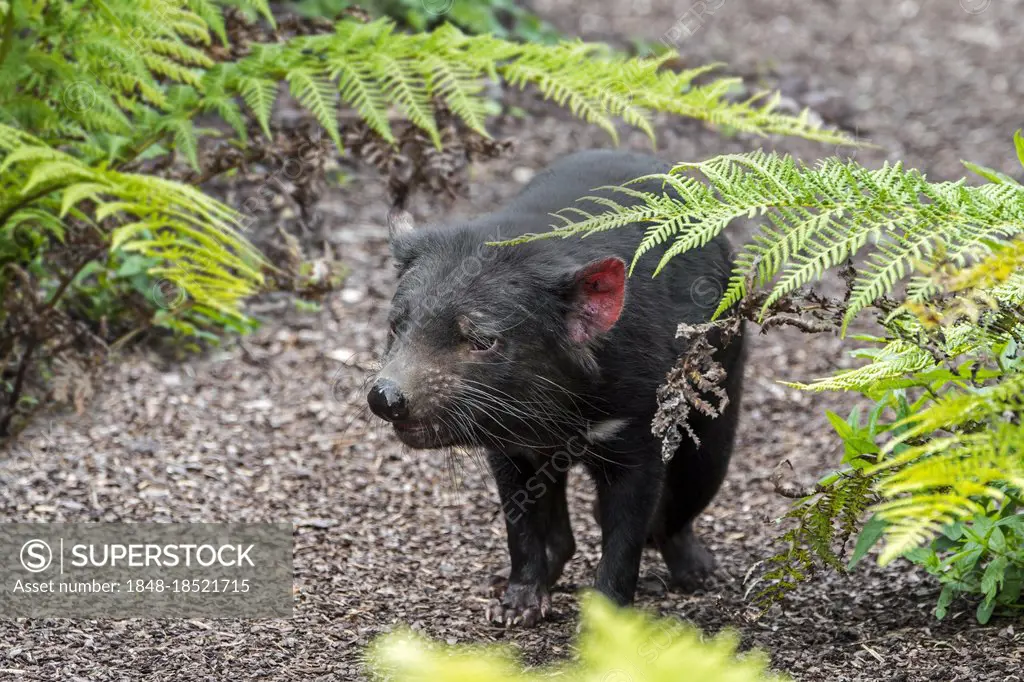 Tasmanian devil (Sarcophilus harrisii), largest i, native carnivorous marsupial, Australia, Oceania