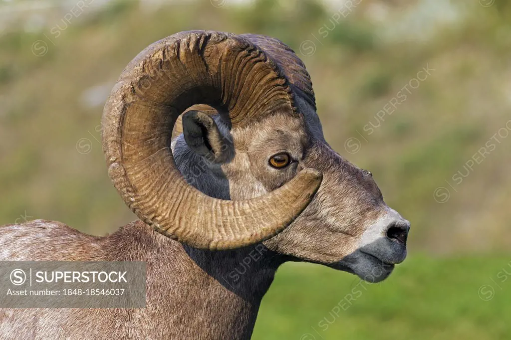 Bighorn sheep, Bighorn sheep (Ovis canadensis), ungulates, mammals, animals, Bighorn sheep close up portrait of ram, Jasper National Park, Alberta, Ca...