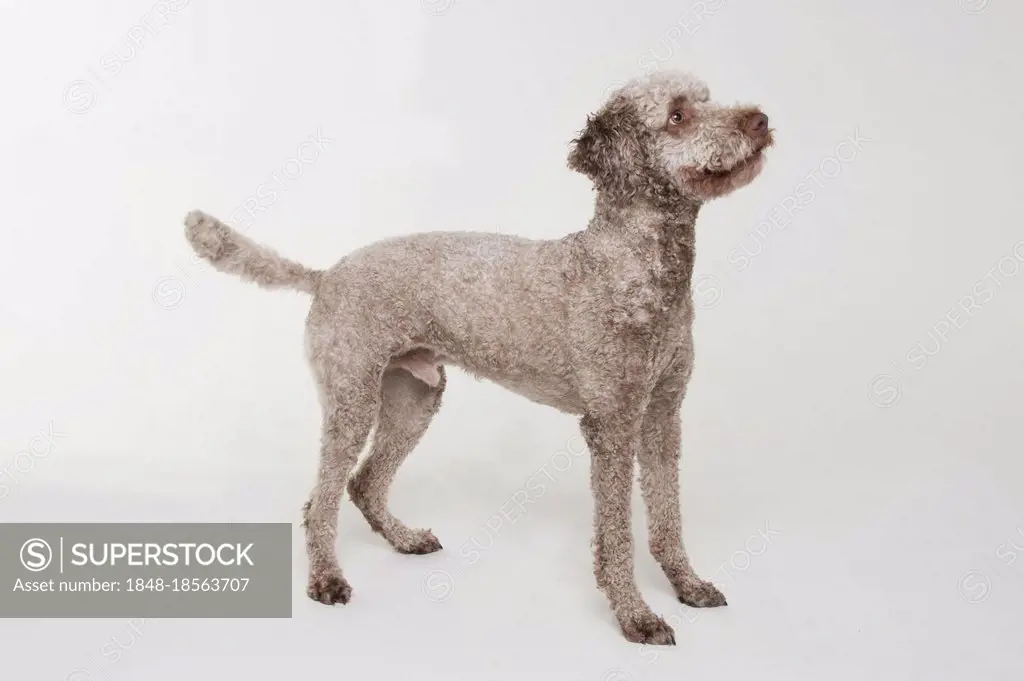 Lagotto Romagnolo, male, truffle dog