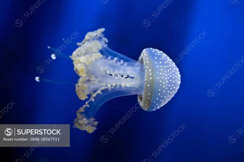 Dotted Barrel Jellyfish, Umbrella Jellyfish, Australian (Phyllorhiza punctata) Spotted Jellyfish