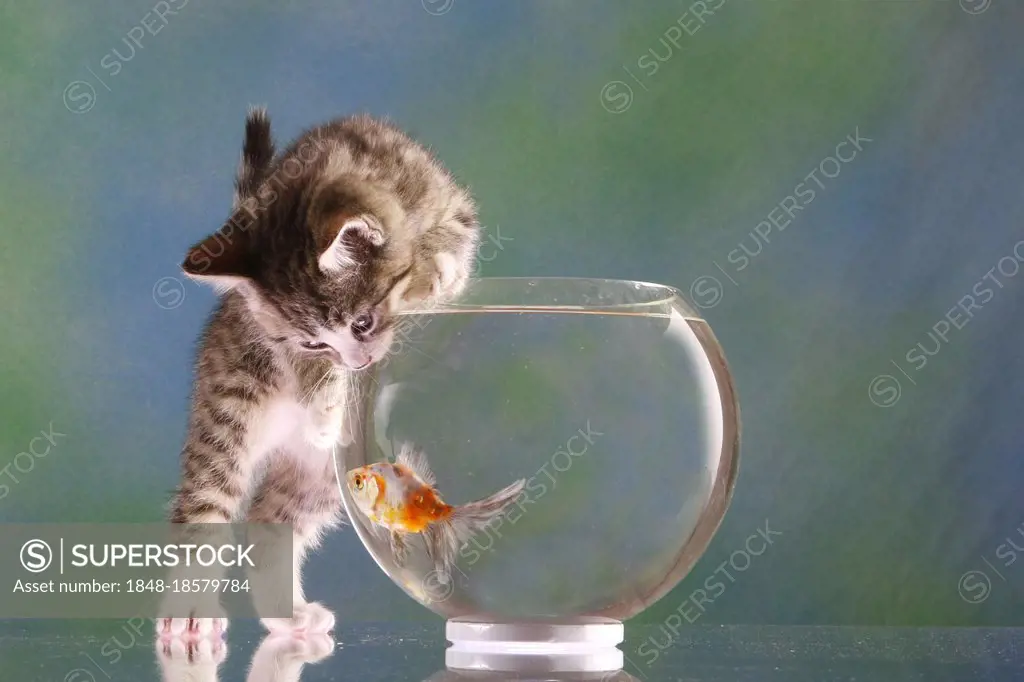 Domestic cat, kitten on goldfish bowl, goldfish