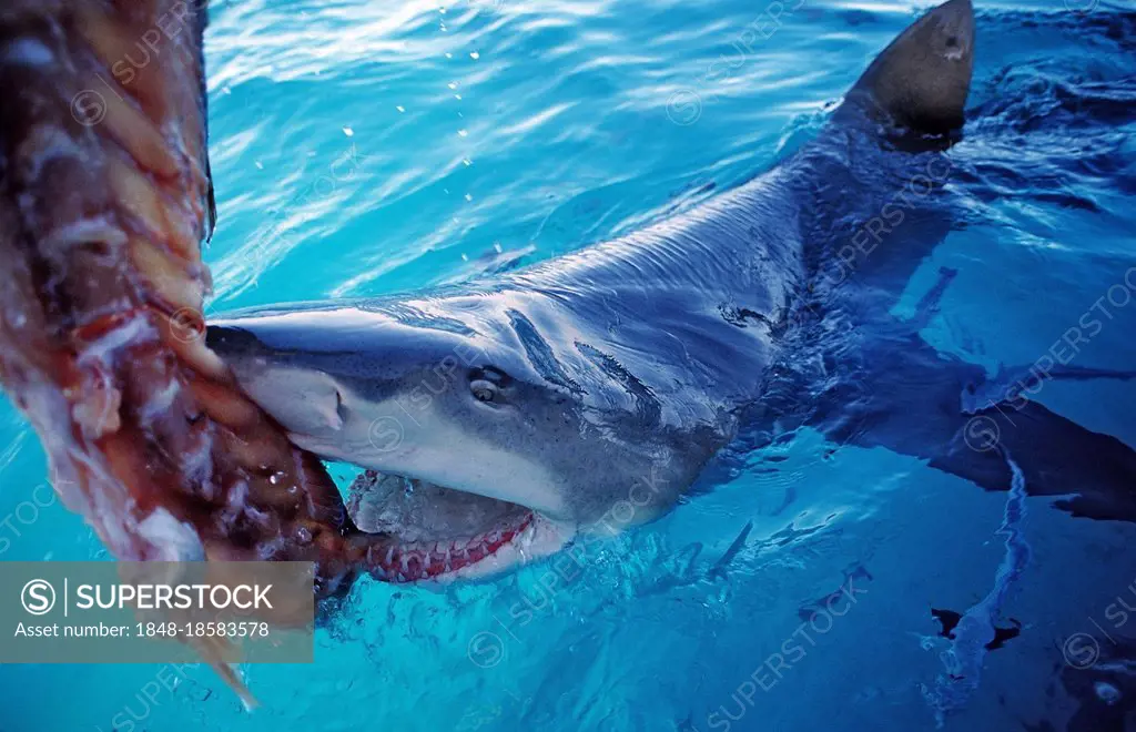 Lemon shark with Sicklefin lemon shark (Negaprion acutidens), shark feeding, Bahamas, Central America