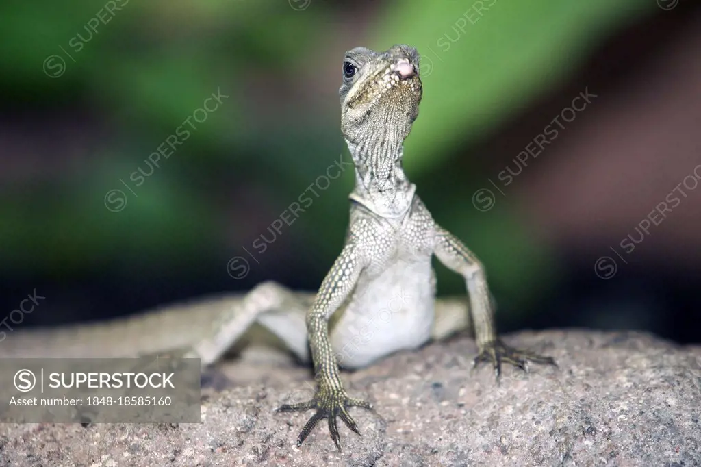 Weber's sailfin lizard (Hydrosaurus weberi), Weber's sail lizard