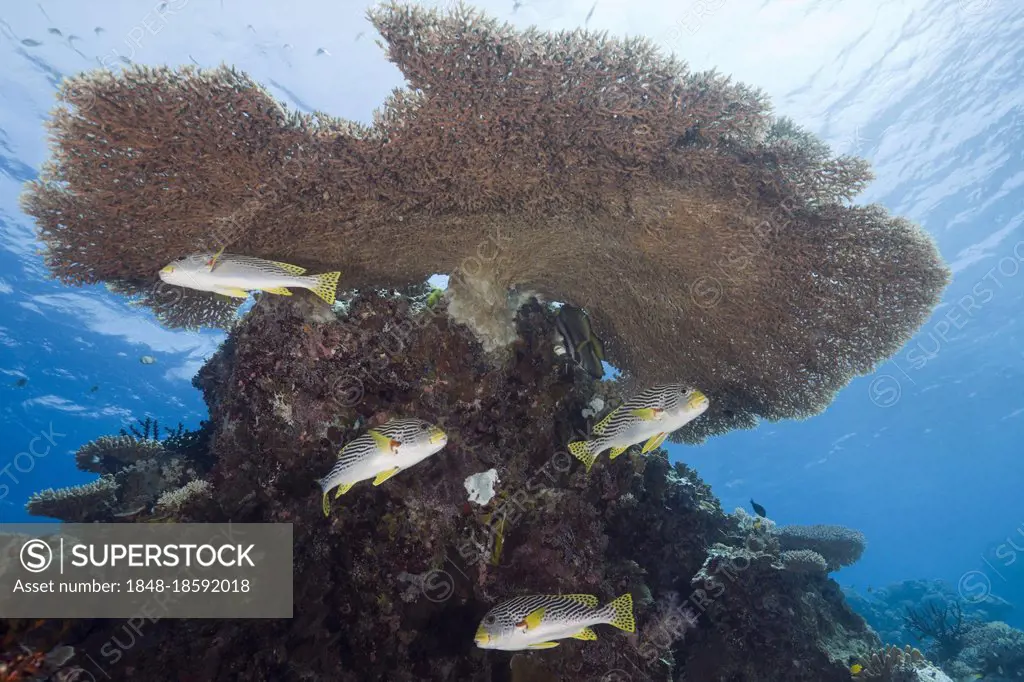 Diagonal-banded Sweetlips (Plectorhinchus lineatus) under Table Coral, Ulong Channel, Palau, Micronesia (Acropora hyacinthus), Oceania