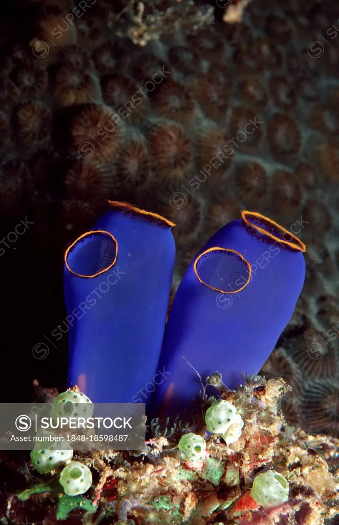 Blue Yellow-ringed Sea Squirt, Bohol Sea, Philippines (Rhopalaea crassa)