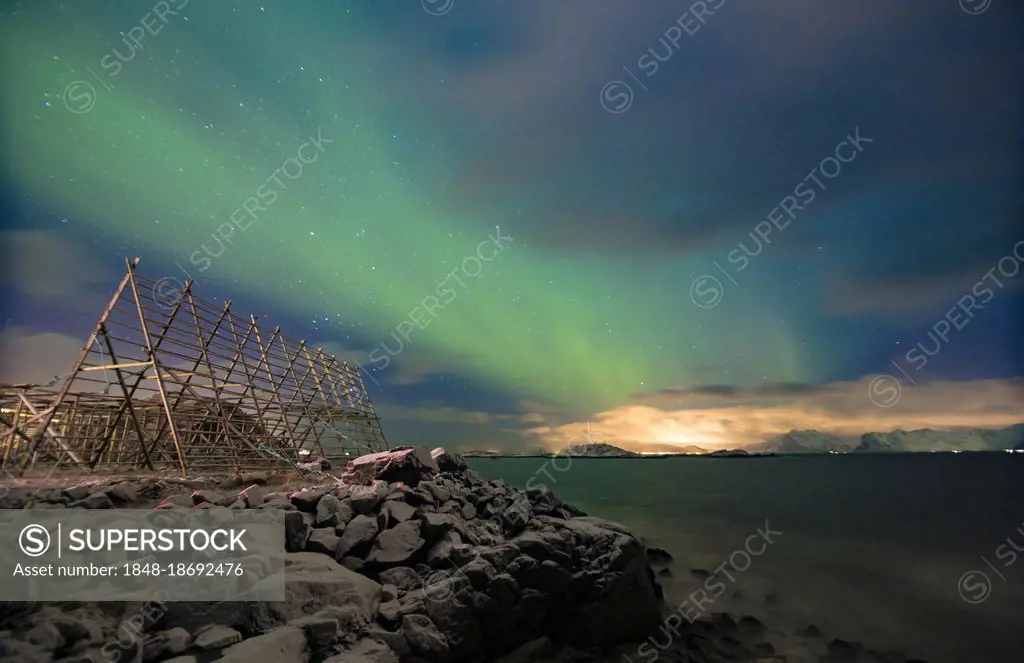 Aurora borealis over a worker in a wooden stockfish rack, Svolvær, Austvågøy, Lofoten, Norway, Europe