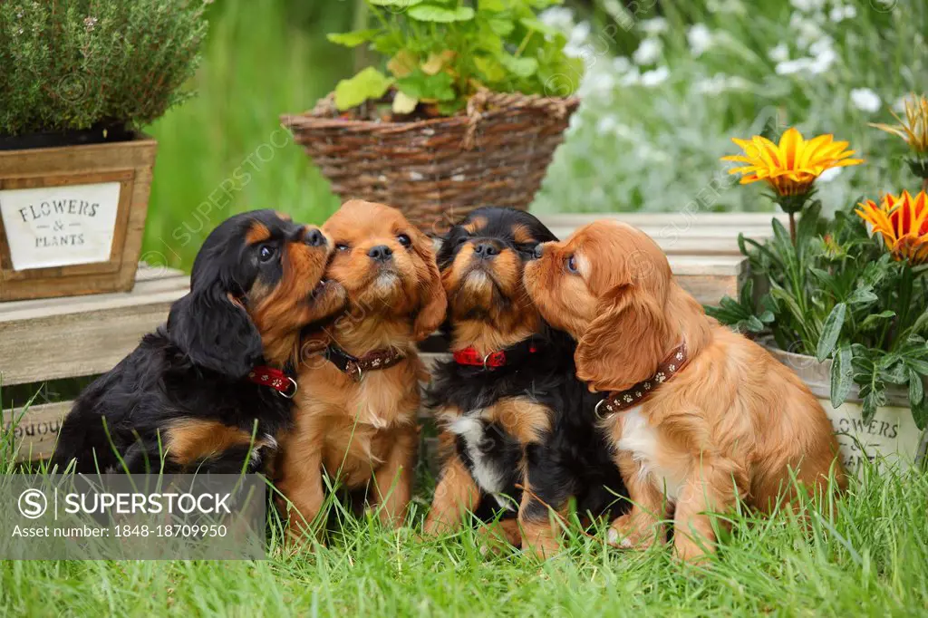 Cavalier King Charles Spaniel, puppies, black-and-tan and ruby, 6 weeks