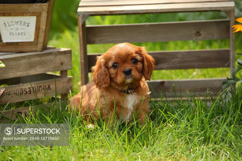 Cavalier King Charles Spaniel, puppy, ruby red, 6 weeks