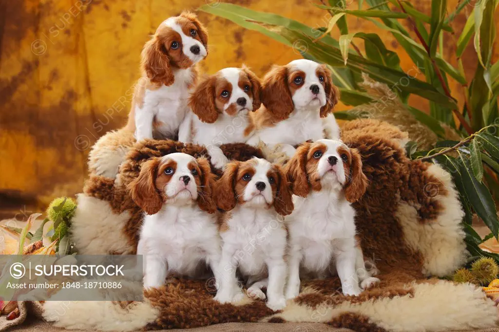 Cavalier King Charles Spaniel, puppies, Blenheim, 10 weeks