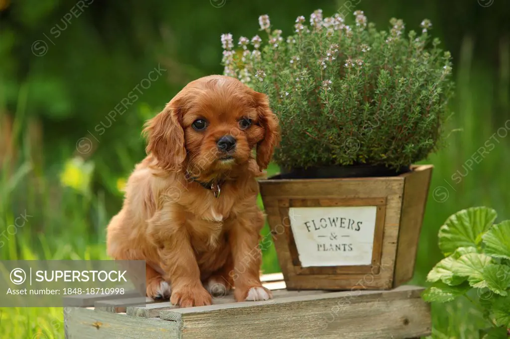 Cavalier King Charles Spaniel, puppy, ruby red, 6 weeks