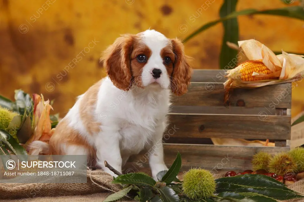 Cavalier King Charles Spaniel, puppy, blenheim, 10 weeks